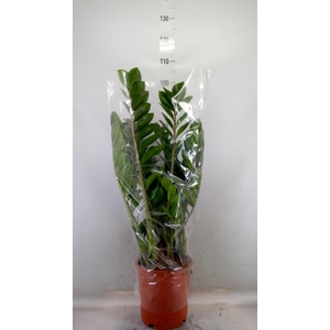 Zamioculcas zamiifolia