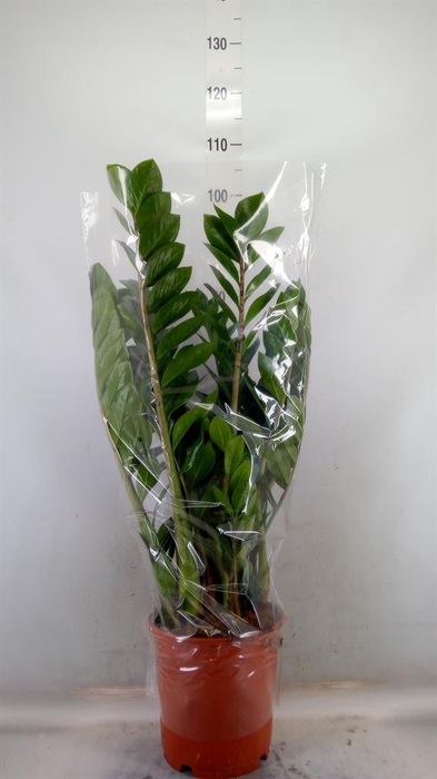 <h4>Zamioculcas zamiifolia</h4>