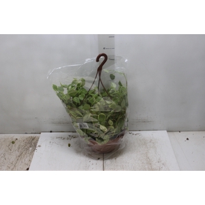 PEPEROMIA SCANDENS C32