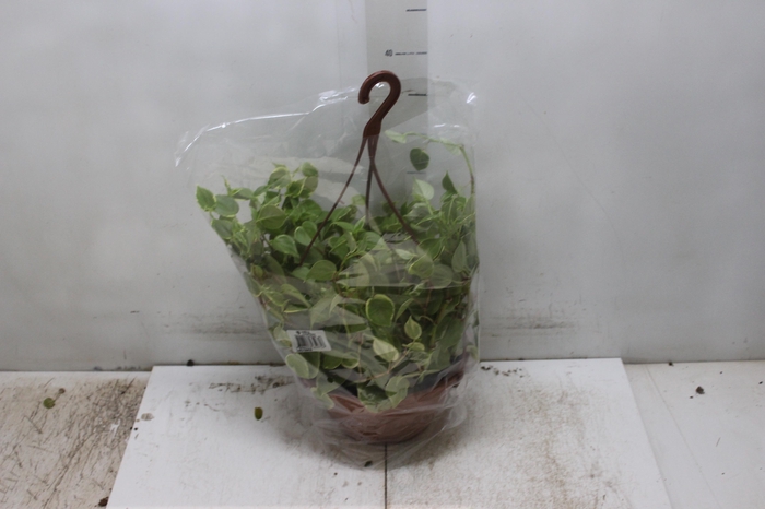 <h4>PEPEROMIA SCANDENS C32</h4>