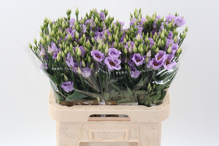 <h4>Eus E Picco Lavender</h4>