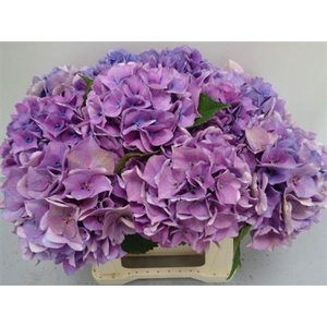 Hydr M Royal Love Lavendel