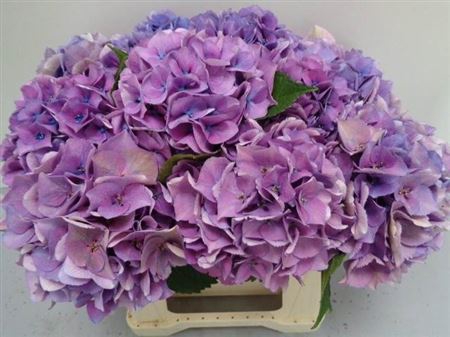 <h4>Hydr M Royal Love Lavendel</h4>