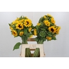 Helianthus Orange Fire
