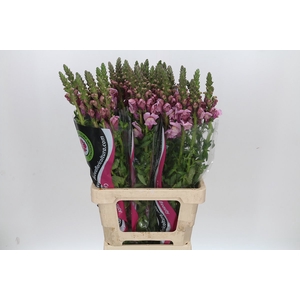 ANTIRRHINUM POTOMAC LAVENDER