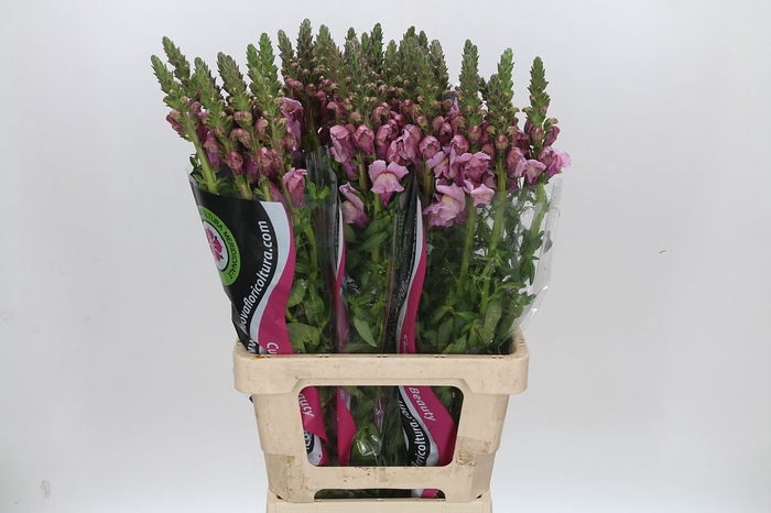 <h4>ANTIRRHINUM POTOMAC LAVENDER</h4>