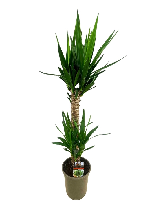 <h4>Yucca elephantipes 60-20</h4>