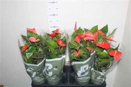 <h4>Anthu An Gem 4 Kl 3-4+</h4>