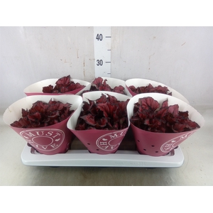 Begonia BD 'Kohala Red'