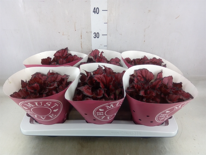 <h4>Begonia BD 'Kohala Red'</h4>