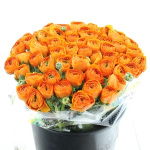 Ran Su Sr Fiesta Extra