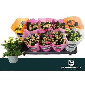 KAL GE PERF GEM 5 KL