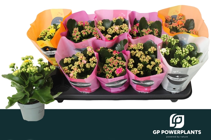 <h4>KAL GE PERF GEM 5 KL</h4>