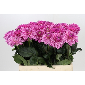 Dahlia Annamarie