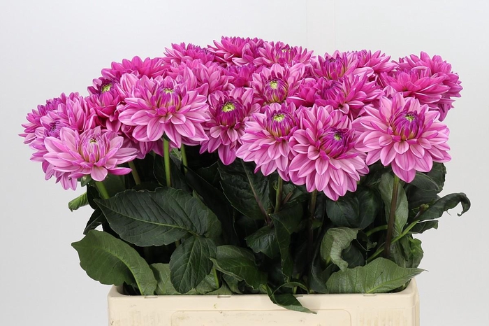 Dahlia Annamarie