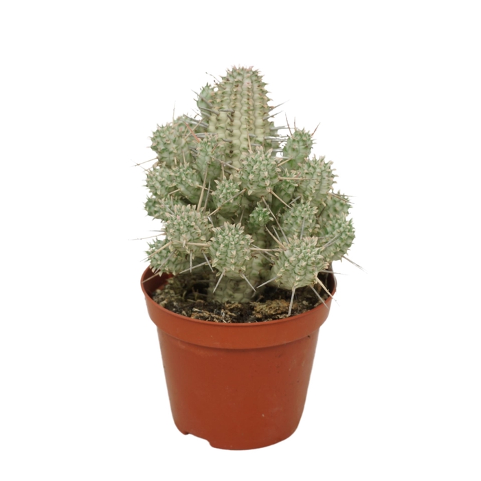 <h4>Euphorbia mammillaris</h4>