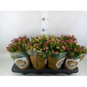Schlumbergera   ...