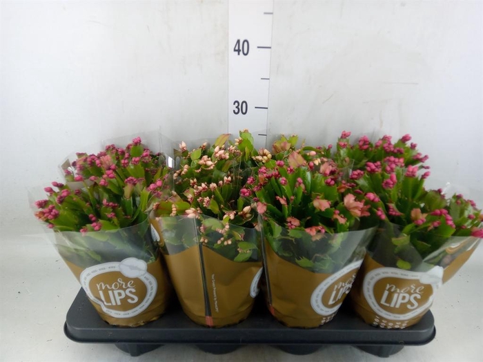 <h4>Schlumbergera   ...</h4>