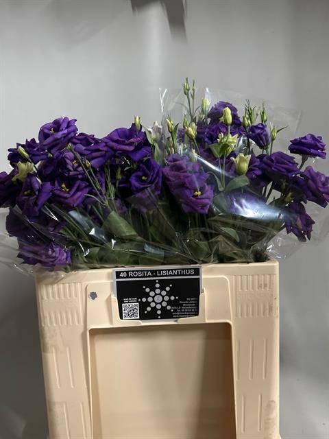 <h4>EUS G ROSI BLUE</h4>