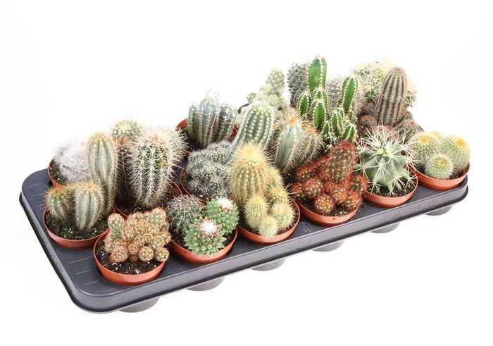 <h4>Cactus mix</h4>