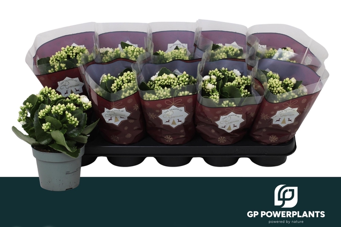 <h4>KAL GE RF SIA</h4>