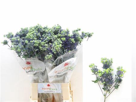 <h4>Eryng Pl Mag Purp St</h4>