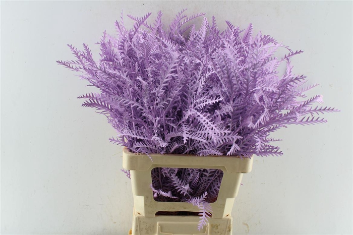 <h4>Grevillea Ivanhoe Milka</h4>