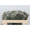 Kaaps Groen Silver Brunia