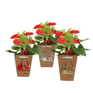 Anthurium Esudo in Joly Christmas bag