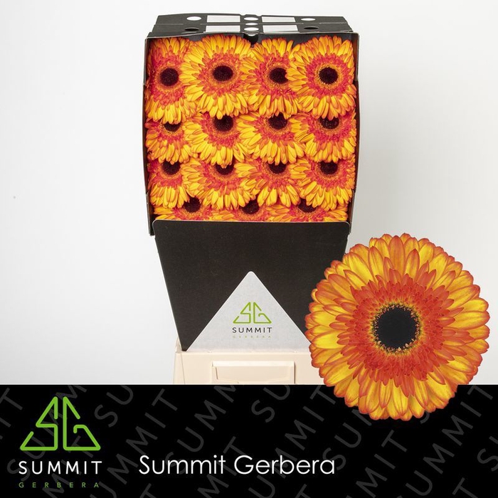 <h4>Gerbera Spotlight</h4>