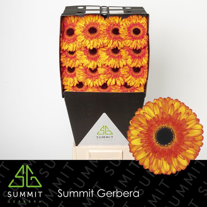 <h4>Gerbera Spotlight Diamond per kaart</h4>