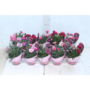 DIANTHUS DOBRADO P11