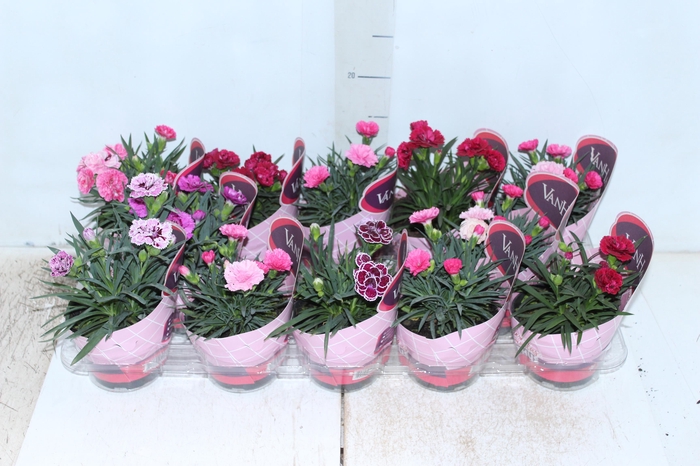 <h4>DIANTHUS DOBRADO P11</h4>