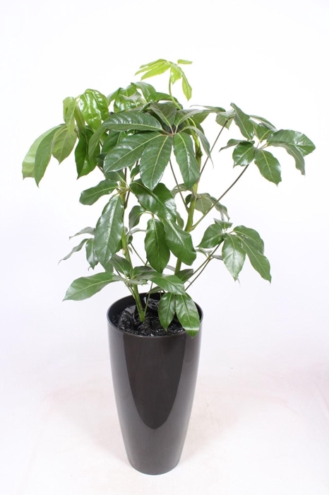 <h4>Schefflera Amate</h4>