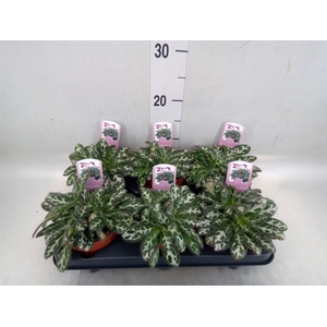 Primulina dryas 'Purpelina'