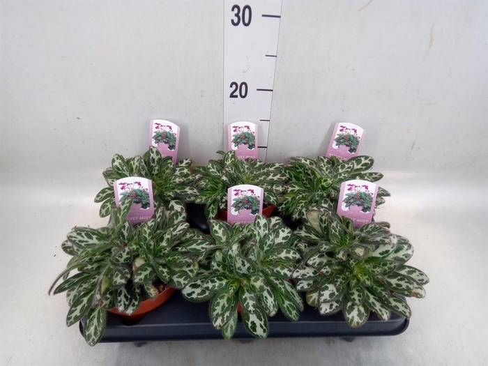 <h4>Primulina dryas 'Purpelina'</h4>