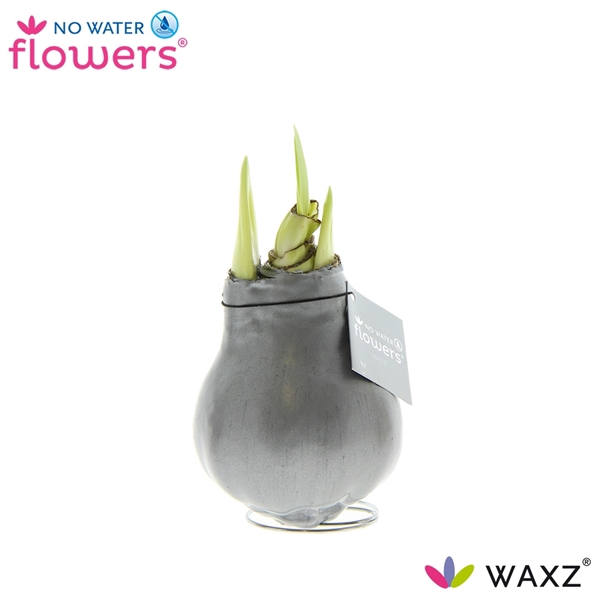 <h4>No Water Flowers Waxz® Metallic Silver</h4>