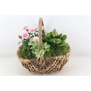 arr4 Outdoor PL - Tasmand x4