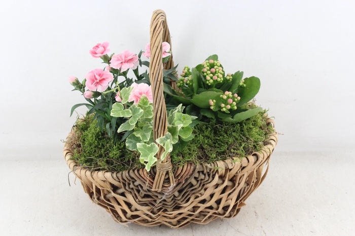 <h4>arr4 Outdoor PL - Tasmand x4</h4>