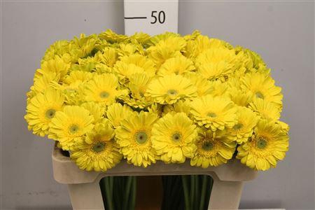 <h4>Ge Mi Okibana</h4>