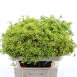 Anethum Graveolens