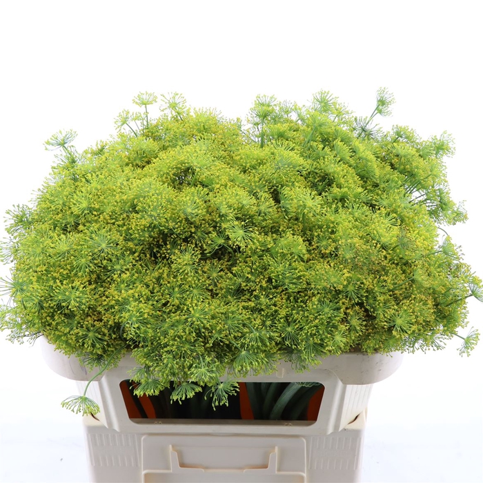 <h4>Anethum Graveolens</h4>