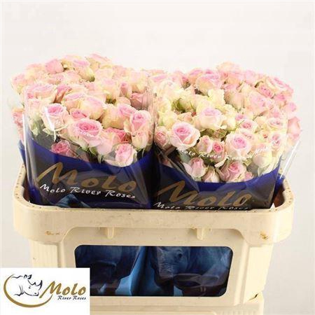 <h4>R Tr Dinara</h4>