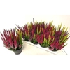 Callu Bl S Tri Me Gp