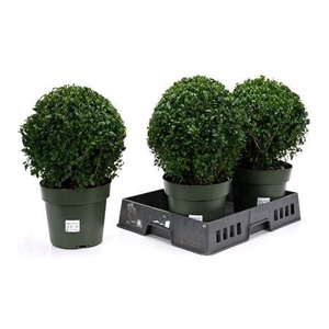 Buxu Sempervirens