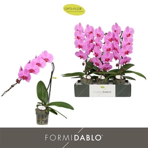 Phalaenopsis overig roze
