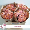 Rosa Garden Vuvuzela