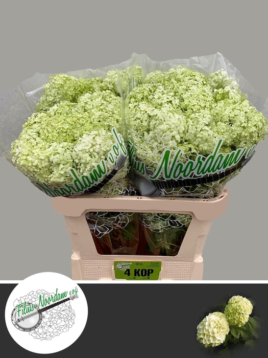 <h4>VIBURNUM ROSEUM ST</h4>