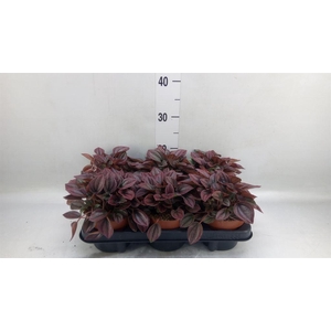 Peperomia caperata 'Cayenne'