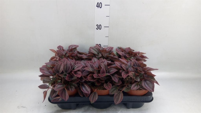 <h4>Peperomia caperata 'Cayenne'</h4>